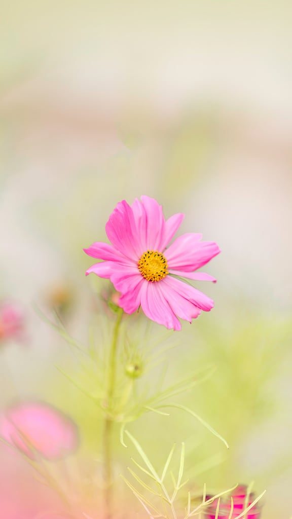 Dicas para fotografar flores e folhas durante suas viagens. Aprimore seu olhar e conquiste imagens de qualidade e belas recordações!
