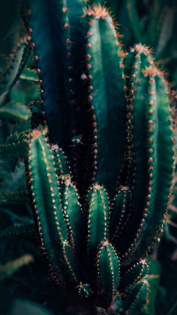 Dicas para fotografar flores e folhas durante suas viagens. Aprimore seu olhar e conquiste imagens de qualidade e belas recordações!