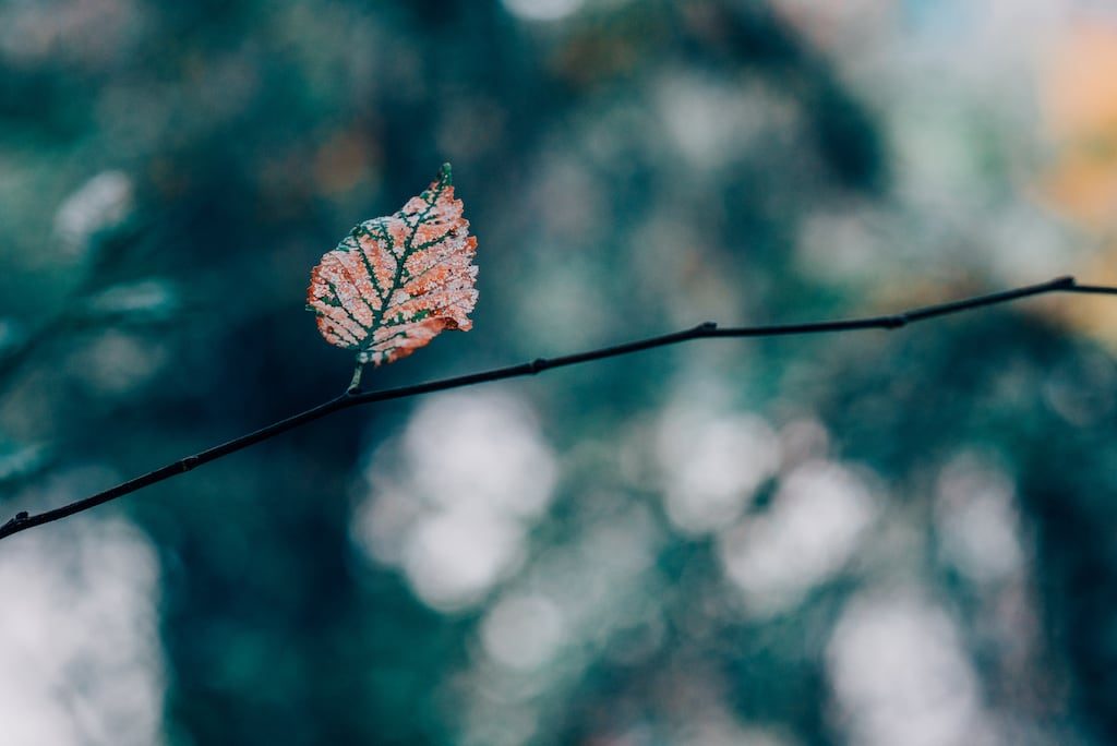 Dicas para fotografar flores e folhas durante suas viagens. Aprimore seu olhar e conquiste imagens de qualidade e belas recordações!