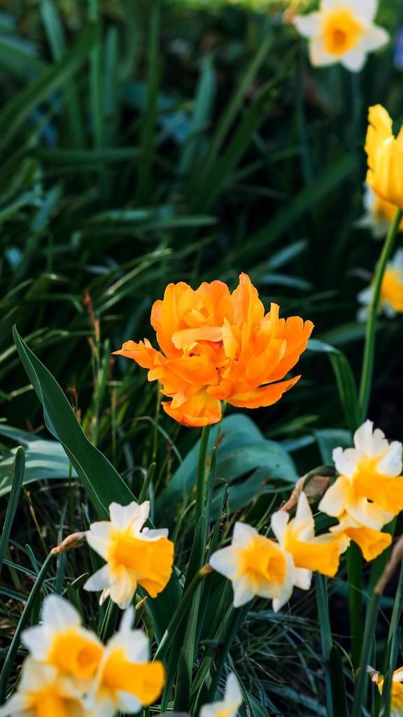 Dicas para fotografar flores e folhas durante suas viagens. Aprimore seu olhar e conquiste imagens de qualidade e belas recordações!