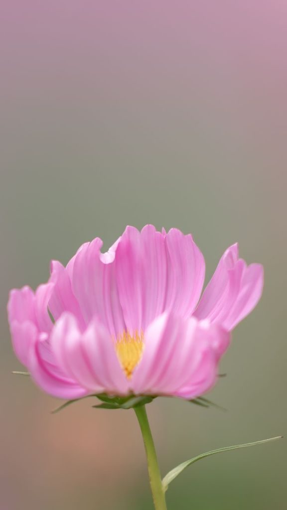Veja dicas para fotografar flores e folhas durante suas viagens! Tudo para produzir imagens de qualidade e belas recordações. Acesse o link!