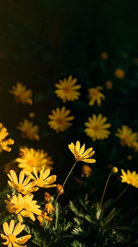 Veja dicas para fotografar flores e folhas durante suas viagens! Tudo para produzir imagens de qualidade e belas recordações. Acesse o link!
