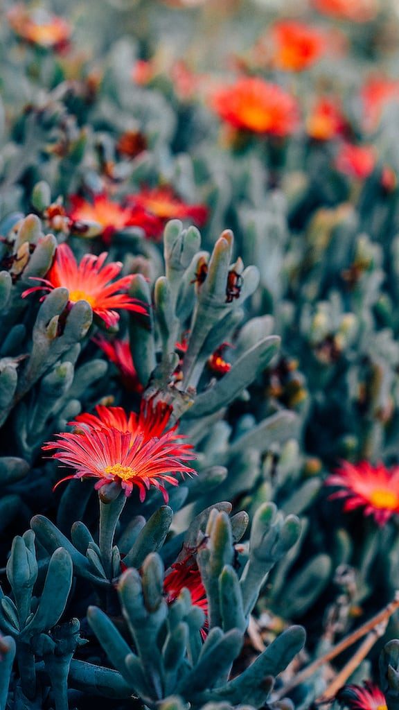 Dicas para fotografar flores e folhas durante suas viagens. Aprimore seu olhar e conquiste imagens de qualidade e belas recordações!