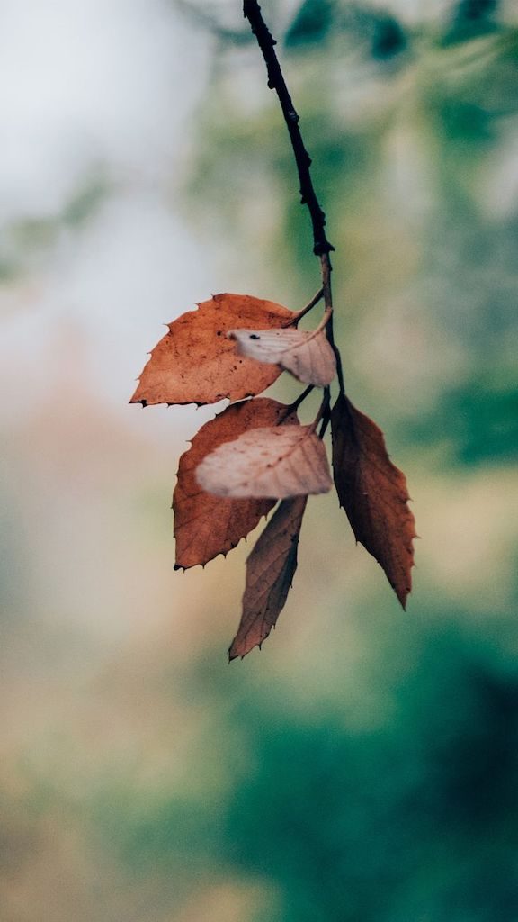 Folhas de outono alaranjadas. Quer saber como captar a natureza durante suas viagens? Veja dicas no post!