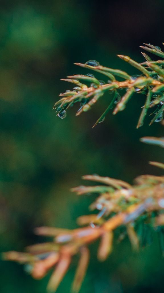 Dicas para fotografar flores e folhas durante suas viagens. Aprimore seu olhar e conquiste imagens de qualidade e belas recordações!