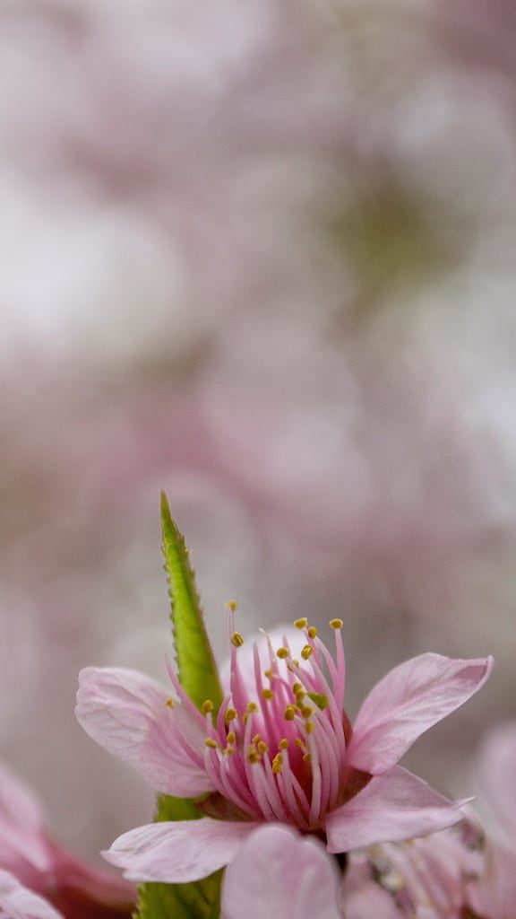 Dicas para fotografar flores e folhas durante suas viagens. Aprimore seu olhar e conquiste imagens de qualidade e belas recordações!