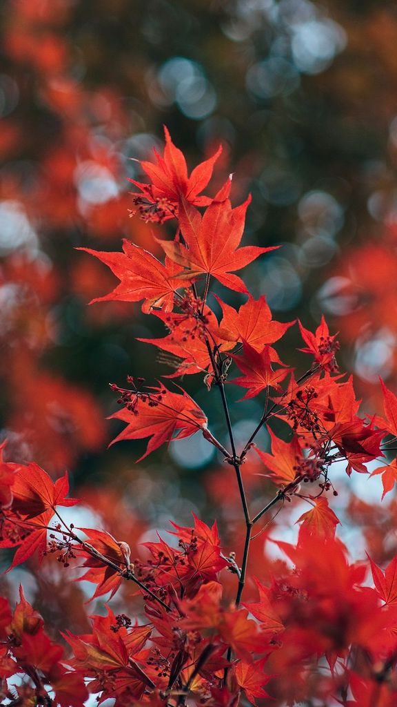 Folhas de maple avermelhadas. Essa te lembra qual país? Que tal aprender a fotografar a vegetação? Veja como no link!