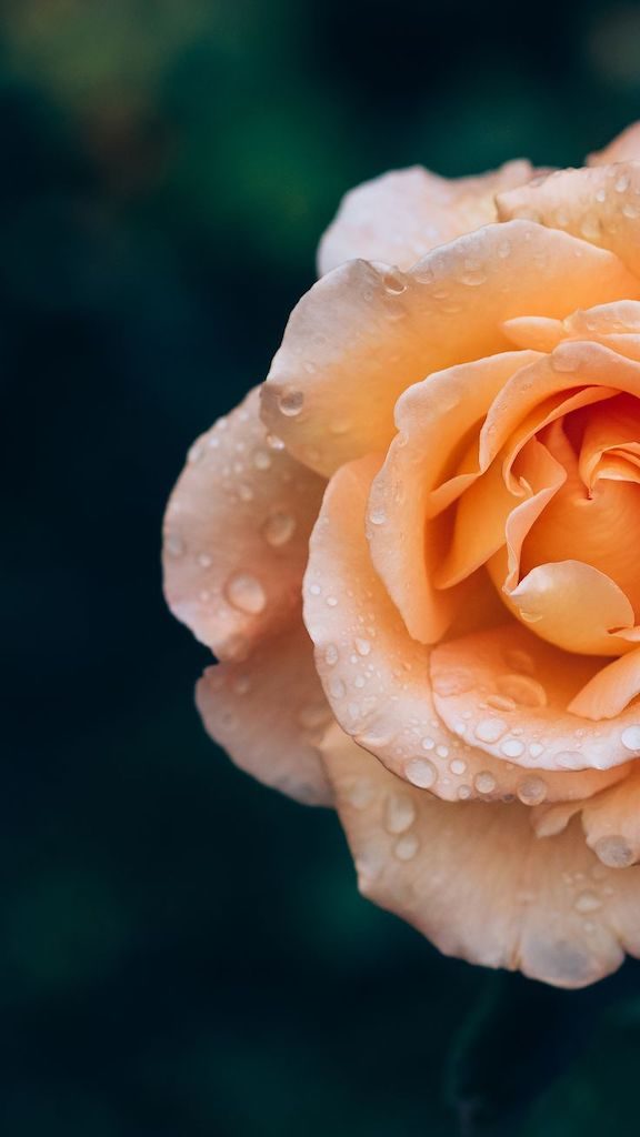 Dicas para fotografar flores e folhas durante suas viagens. Aprimore seu olhar e conquiste imagens de qualidade e belas recordações!