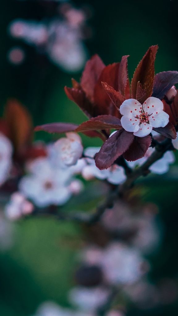 Pequena sakura isolada. Veja mais imagens de natureza no link!
