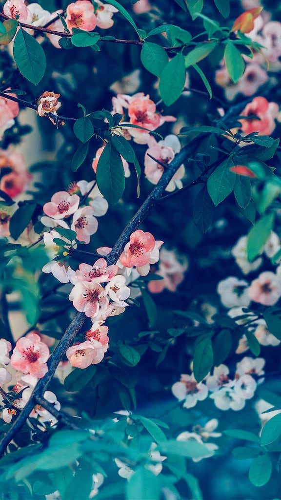 Veja dicas para fotografar flores e folhas durante suas viagens! Tudo para produzir imagens de qualidade e belas recordações. Acesse o link!
