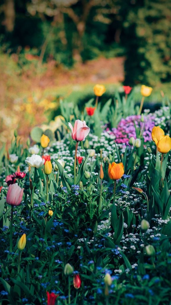 Dicas para fotografar flores e folhas durante suas viagens. Aprimore seu olhar e conquiste imagens de qualidade e belas recordações!