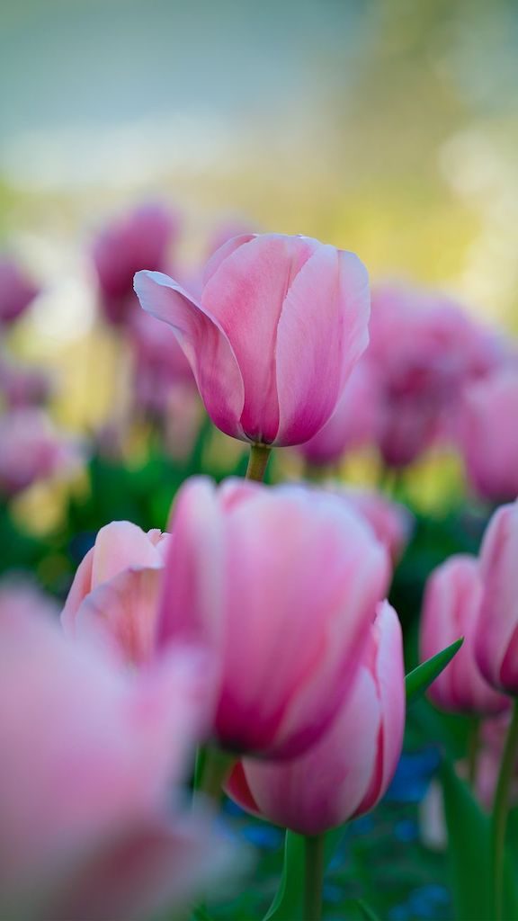 Dicas para fotografar flores e folhas durante suas viagens. Aprimore seu olhar e conquiste imagens de qualidade e belas recordações!