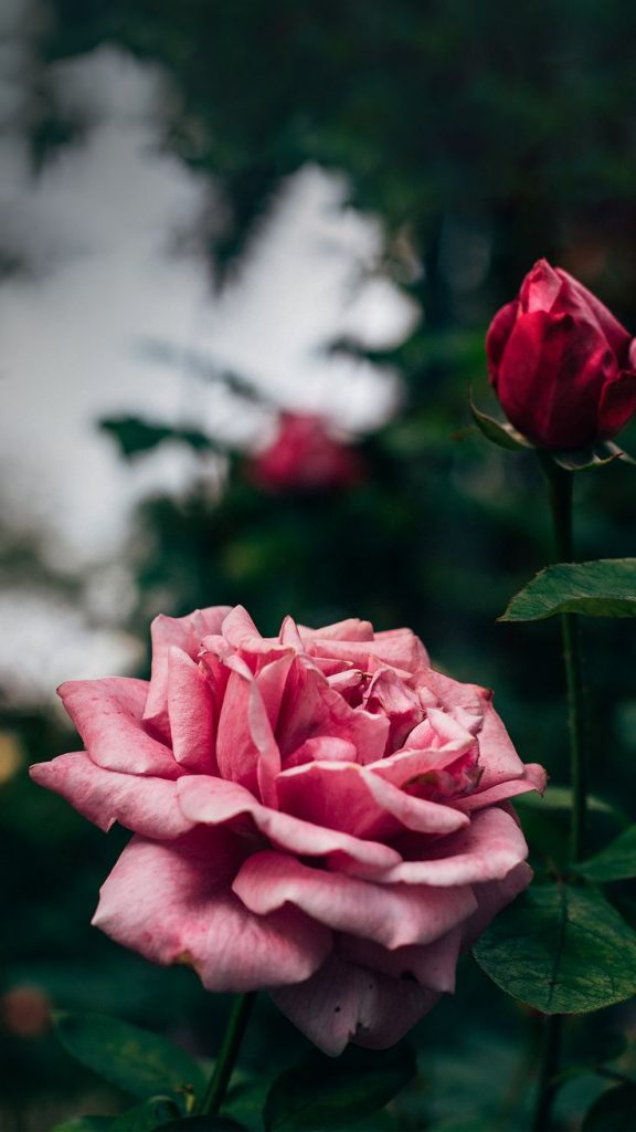Macro de uma rosa com suas pétalas delicadas. Outras imagens disponíveis para fundo de tela no post!