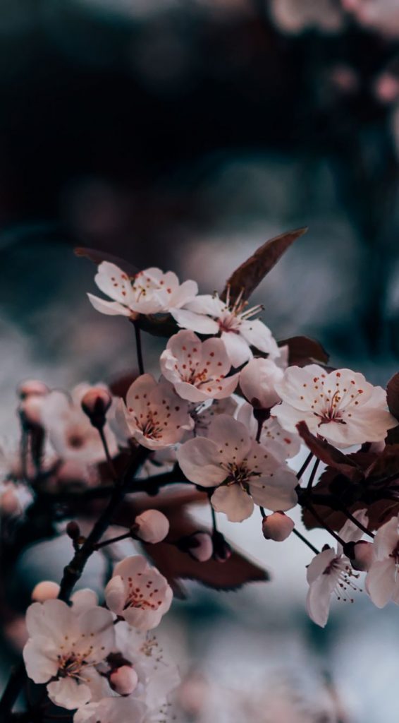 Sakuras delicadas. Quer saber como capturar imagens de natureza? Veja nesse posts algumas dicas!